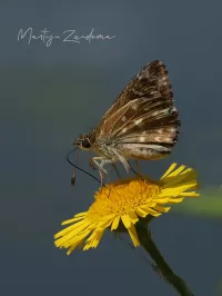 Dikkopjes [Hesperiidae]